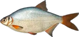 🐟