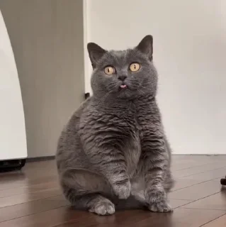 🤩