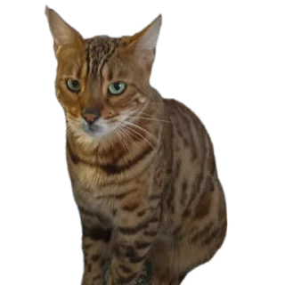 🐱