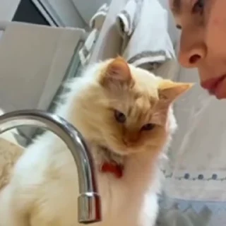 🐈