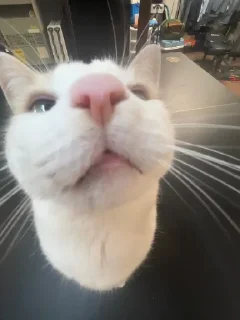 👃