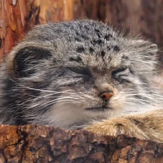 😴