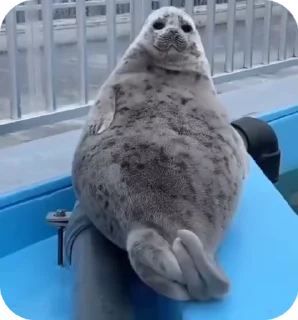 🦭