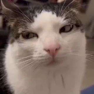 🐈‍⬛️