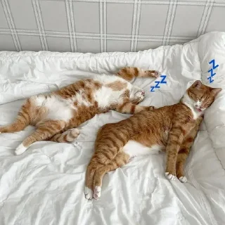💤