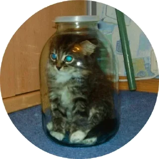😾