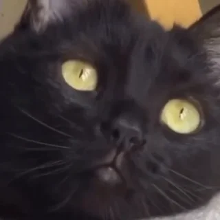 🥺