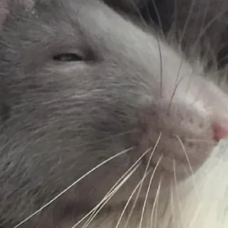 🐭