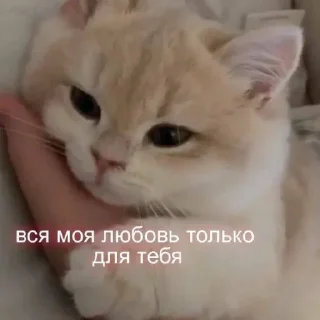 🥺