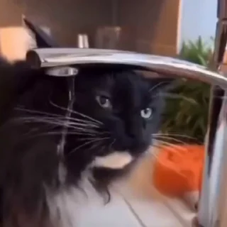 🐈