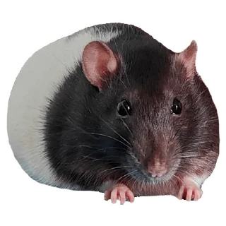 🐀