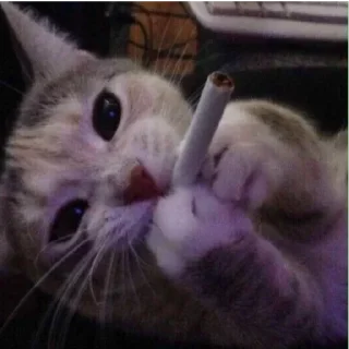my idiotics cat @stickersb2b