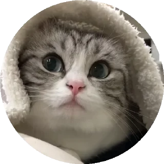 😺