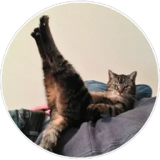 🐈