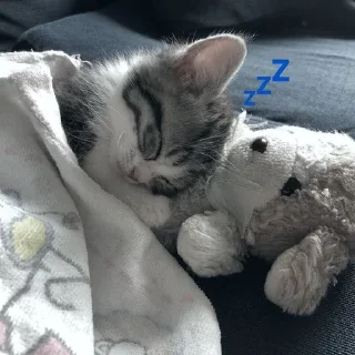 💤