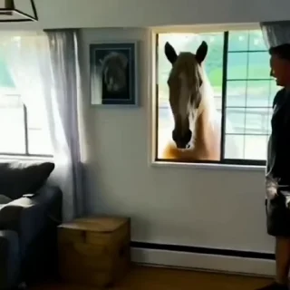 🐴