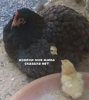 🐥