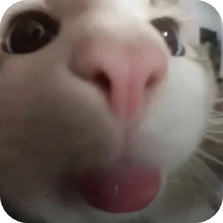 🤲