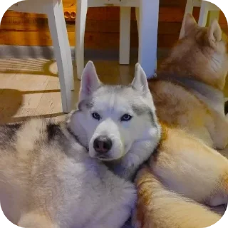 🐶