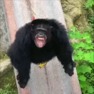 🌟