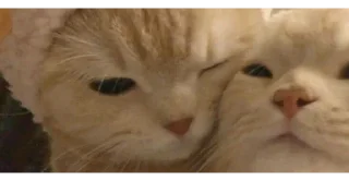 🐱