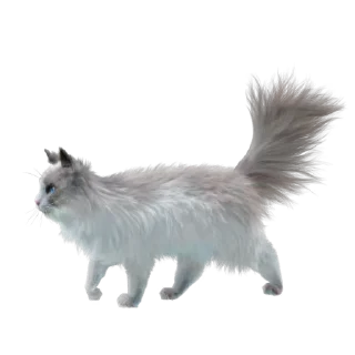 🐈