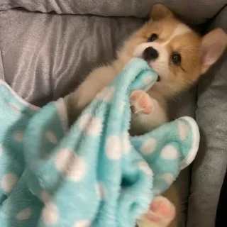 🐕