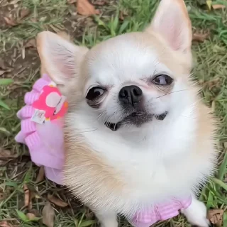 🐶