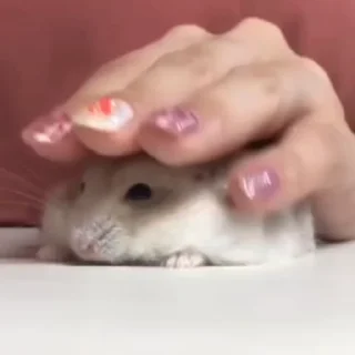 🐭