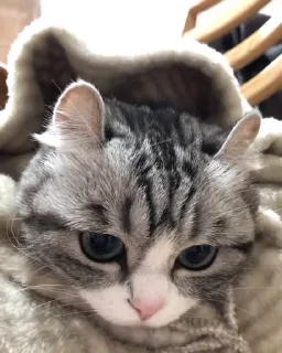 🐈