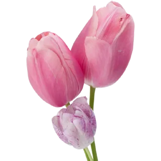 🌷