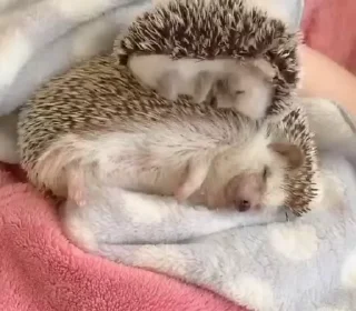😴