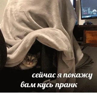 😼