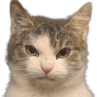 😡