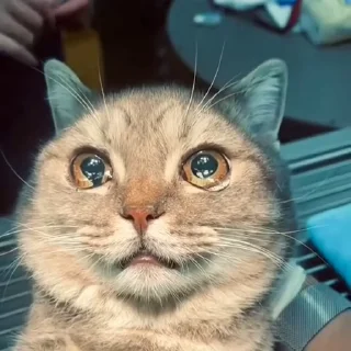 😭