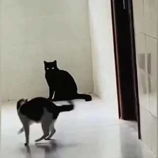 🐈