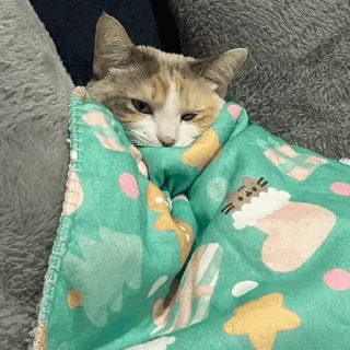 😴