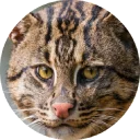 🐱