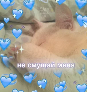 🙈