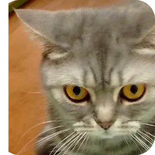 🐱