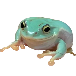 🐸