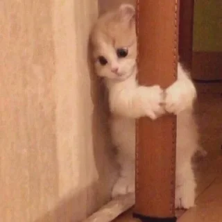 😺