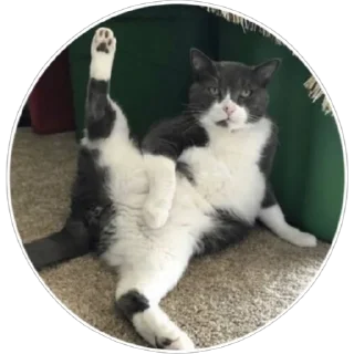 🐈