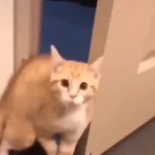 🐈