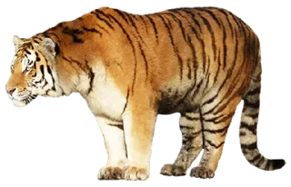 🐅