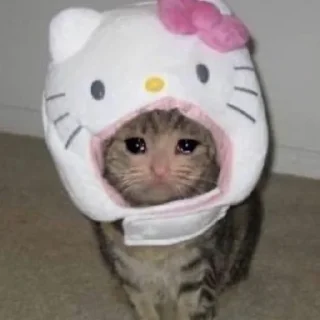 🐈