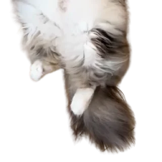 😺
