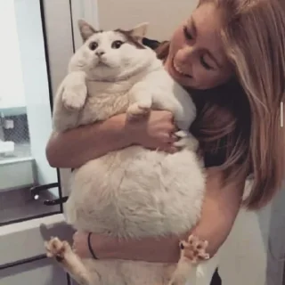 🐈