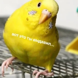 💩