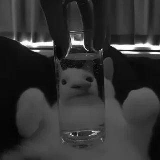 🐈‍⬛️